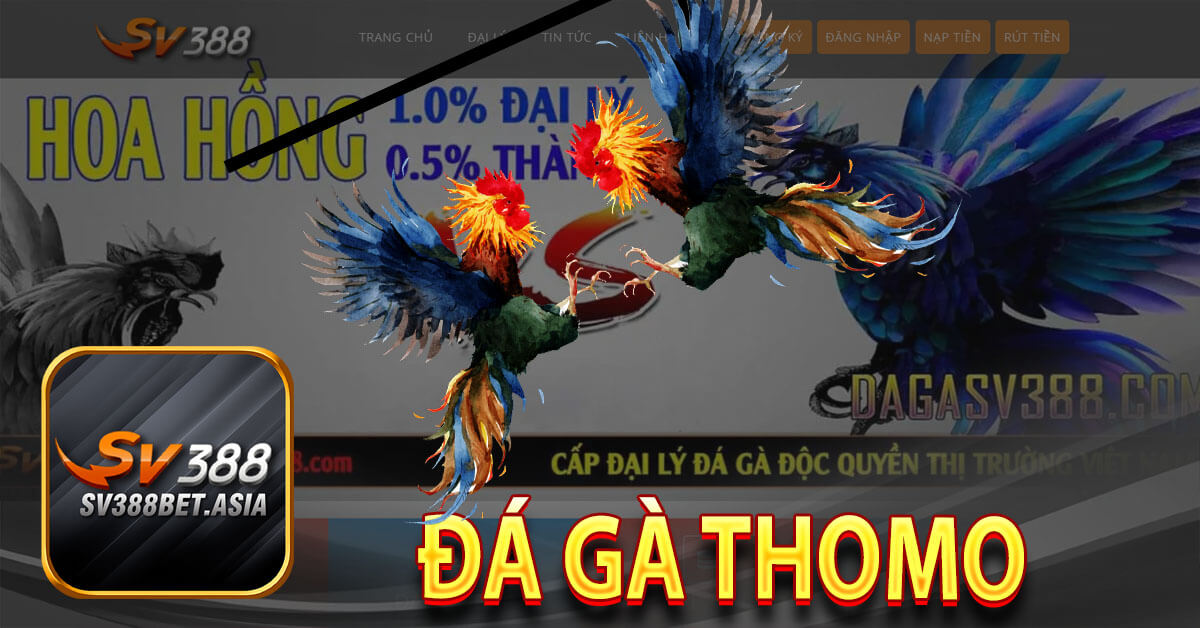 Đá gà thomo