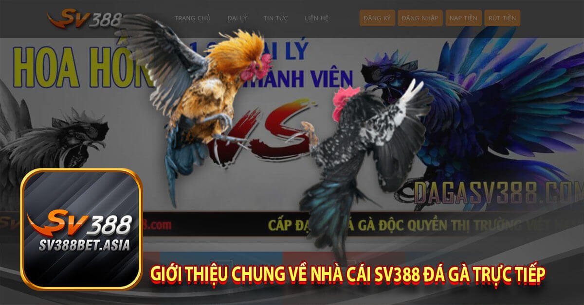 Giới thiệu chung về nhà cái Sv388 đá gà trực tiếp