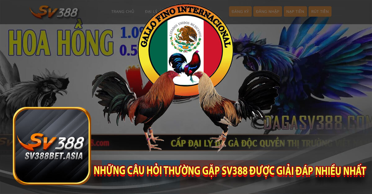 Những câu hỏi thường gặp Sv388 được giải đáp nhiều nhất