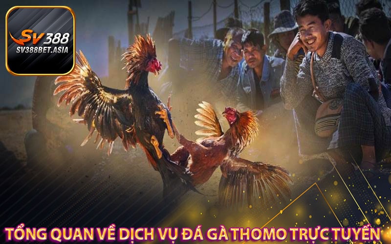 Tổng quan về dịch vụ đá gà thomo trực tuyến