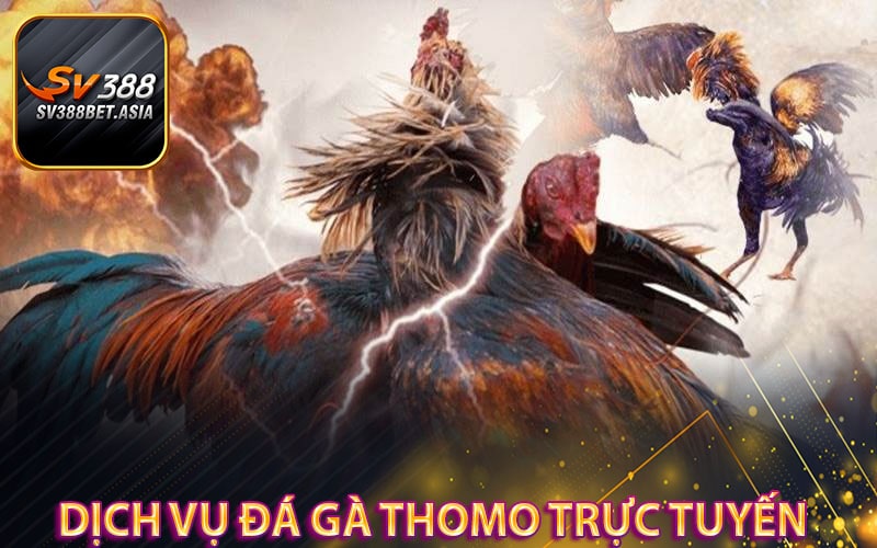 Dịch vụ đá gà thomo trực tuyến