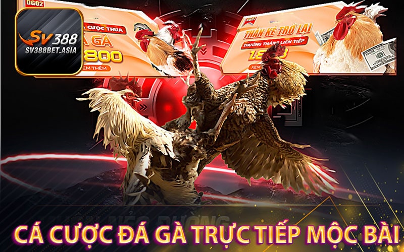 Cá cược Đá gà trực tiếp mộc bài