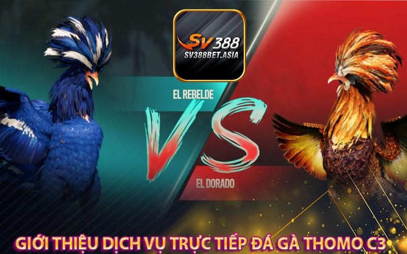 Giới thiệu dịch vụ trực tiếp đá gà thomo C3
