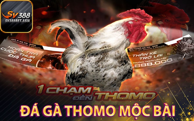 Đá gà thomo mộc bài