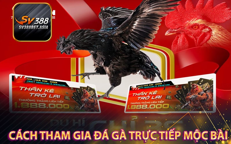 Cách tham gia đá gà trực tiếp mộc bài
