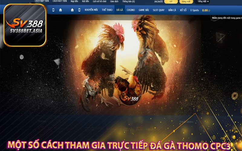 Một số cách tham gia trực tiếp đá gà thomo cpc3