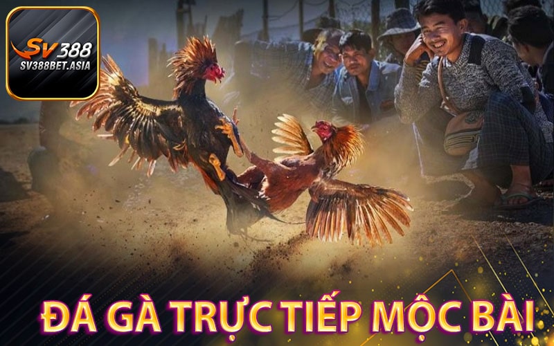 Đá gà trực tiếp mộc bài