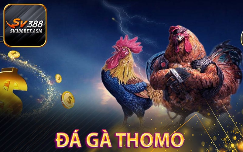 Đá gà thomo