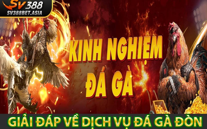 Giải đáp về dịch vụ đá gà đòn