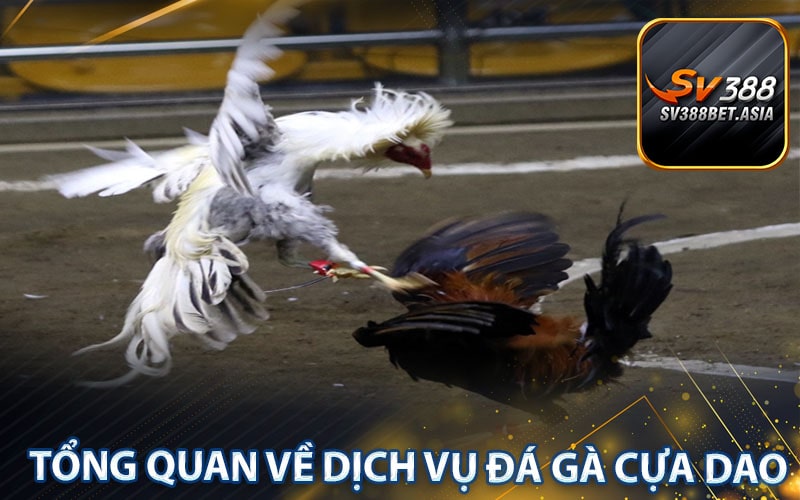 Tổng quan về dịch vụ Đá gà cựa dao