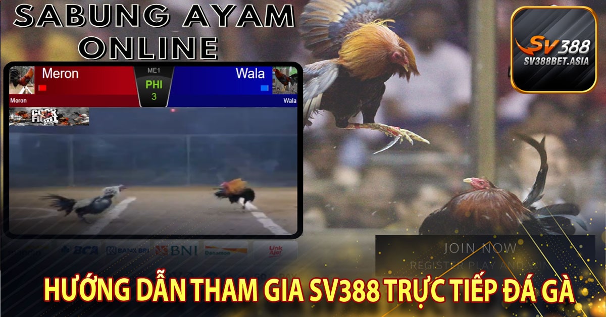Hướng dẫn tham gia sv388 trực tiếp đá gà