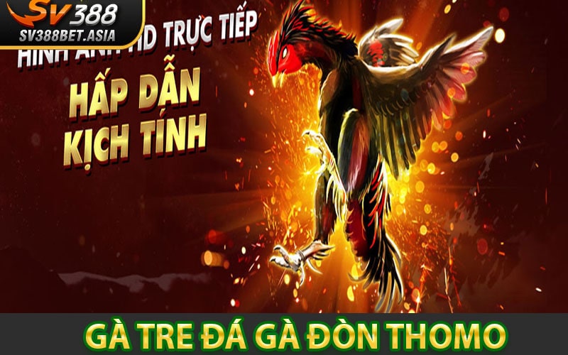 Gà tre đá gà đòn thomo dịch vụ đá gà hấp dẫn nhất