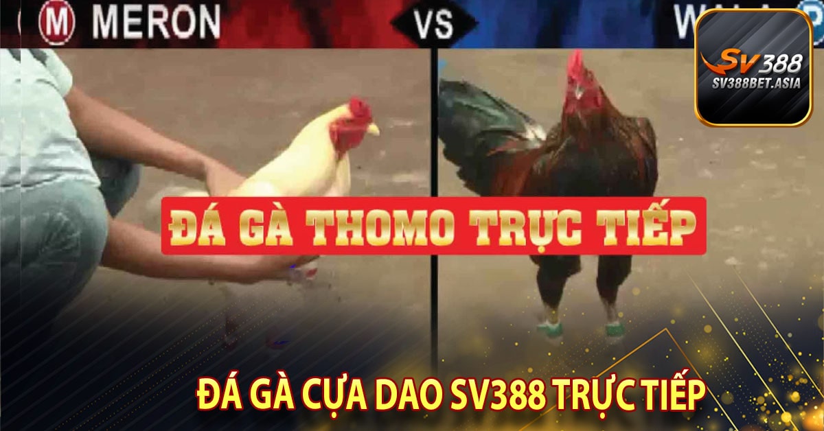 Chiến thuật để tham gia đá gà cựa dao sv388 trực tiếp