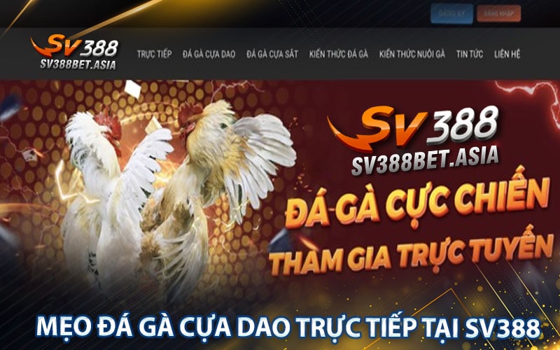Mẹo đá gà cựa dao trực tiếp tại sv388