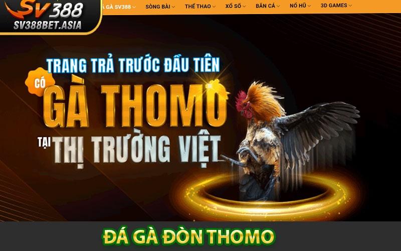 Đá gà đòn Thomo