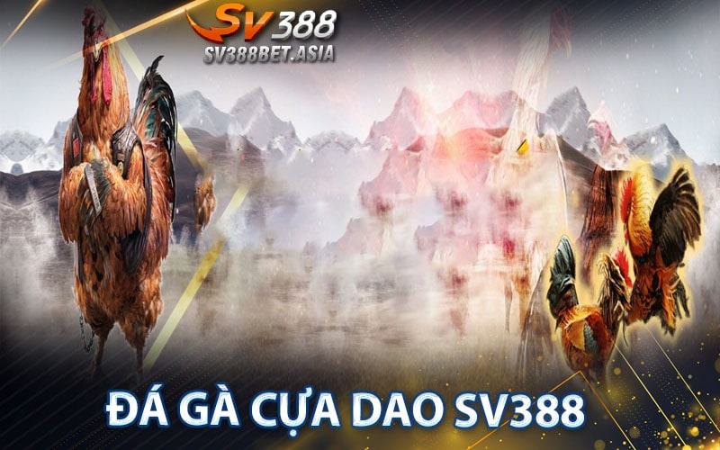 Đá gà cựa dao