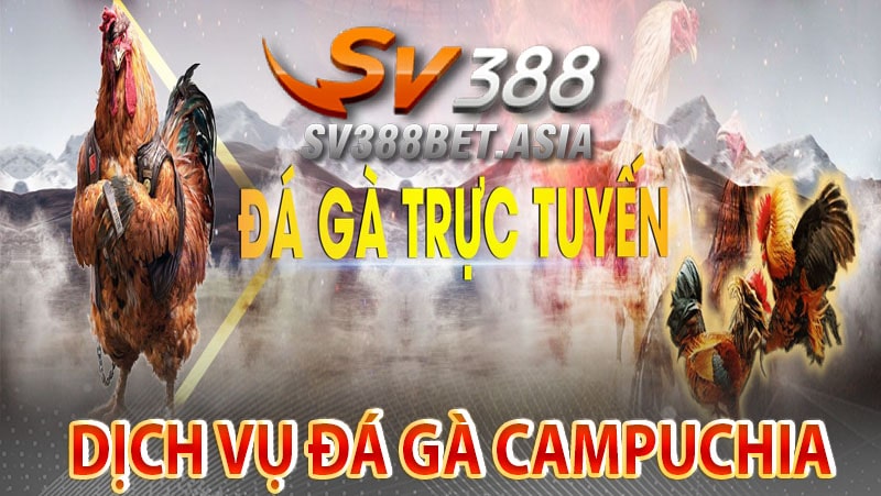 Tổng quan về dịch vụ cá cược Đá gà campuchia