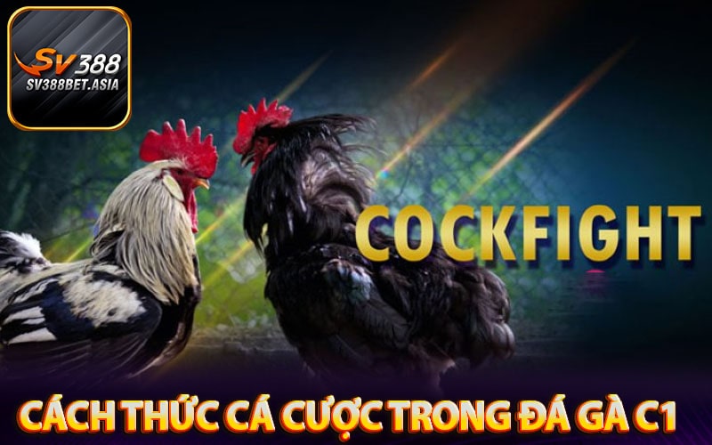 Một số cách thức cá cược trong đá gà c1