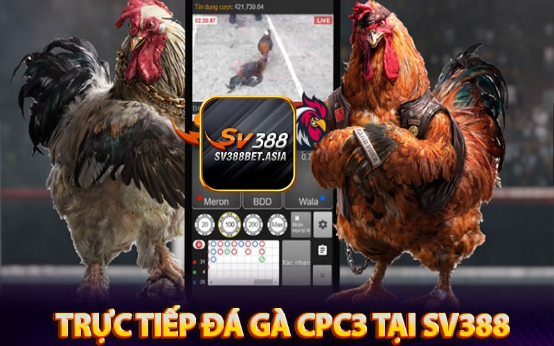 Sơ lược về dịch vụ trực tiếp đá gà cpc3 tại nhà cái sv388