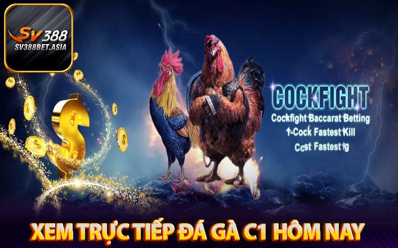 Khám phá dịch vụ xem trực tiếp đá gà c1 hôm nay