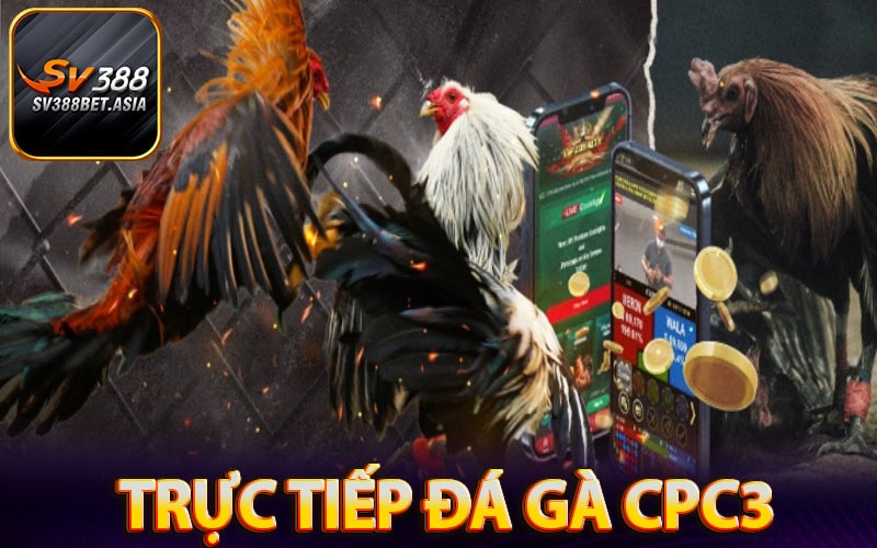 Đá gà cpc3 - Dịch vụ xem trực tiếp đá gà cpc3 hôm nay