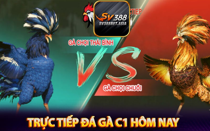 Đá gà c1 - Link xem đá gà trực tiếp c1 thomo hôm nay