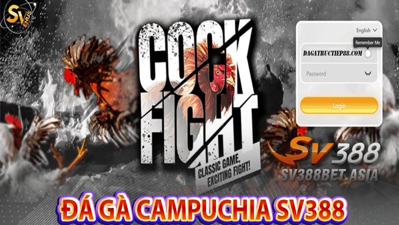 Sv388 Đá gà campuchia c3 - Link xem trực tiếp đá gà campuchia
