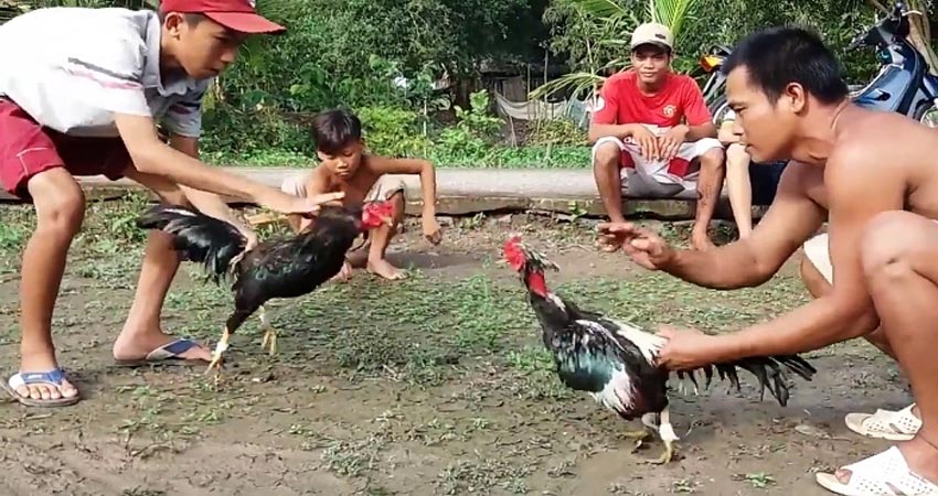 Đá gà miền tây