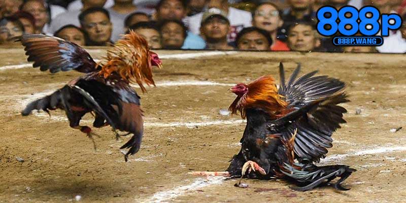 Đá Gà Trực Tiếp – Trải Nghiệm Cá Cược Gắn Kết Và Hấp Dẫn Nhất