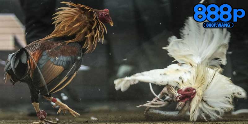 Hình ảnh cùng với âm thanh chân thực như đang tại sới gà