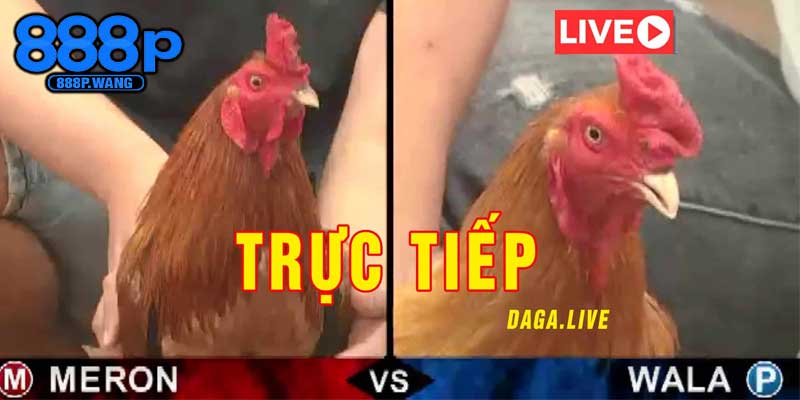 Lợi Ích Nổi Bật Khi Tham Gia Đá Gà Trực Tiếp Tại 888P