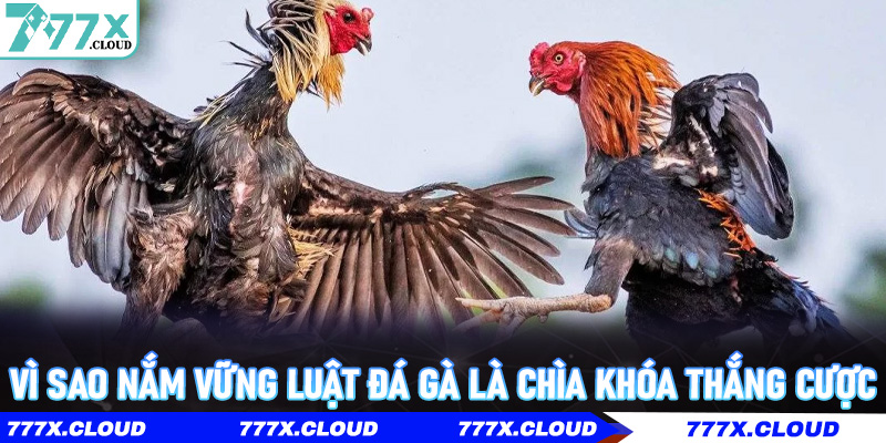 Vì sao nắm vững Luật Đá Gà là chìa khóa thắng cược