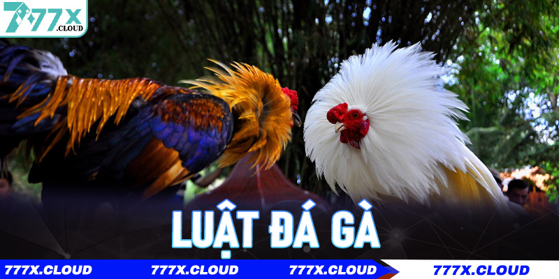 Luật Đá Gà – Quy Định Chi Tiết, Cần Biết Trước Khi Tham Gia 777x